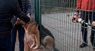 Demir çitlere sıkışan köpeği itfaiye kurtardı