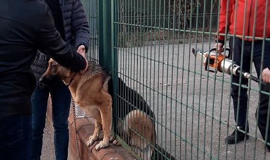Demir çitlere sıkışan köpeği itfaiye kurtardı