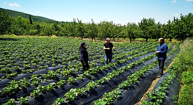 Kocaeli'de üreticilere 118 bin çilek fidesi dağıtıldı