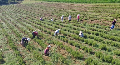 Tıbbi ve aromatik bitkilerin hasadı başladı