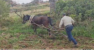 Çiftçiler tarlalarını traktör yerine kara saban ile sürmeye çalışıyor
