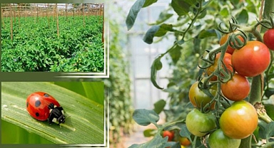 Tarımdaki biyolojik mücadeleye 184 milyon lira destek sağlandı
