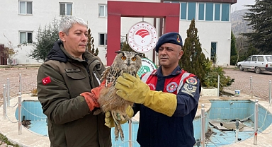 Malatya'da nesli tükenmekte olan Kulaklı Orman Baykuşu yaralı halde bulundu