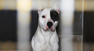 Pitbull cinsi köpeği gezdiren kişiye 33 bin TL ceza