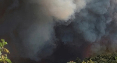 Sakarya'da çıkan orman yangını söndürüldü