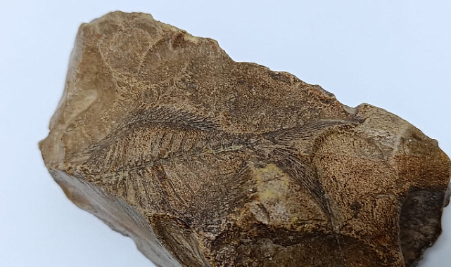 Adıyaman'da 15 milyon yıl öncesine ait balık fosili bulundu