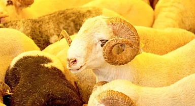 Vekaleten kurban kesim bedelleri açıklandı