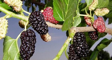 Karadutun faydaları