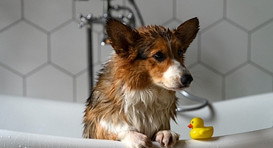 Köpekleri Sık Yıkamak Mantar Enfeksiyonuna Davetiye Çıkarıyor!