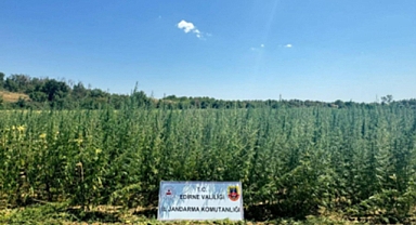 Edirne'de 2 milyon 65 bin kök kenevir ele geçirildi