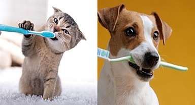 Kedi ve Köpeğinizin Diş Sağlığını Hafife Almayın!