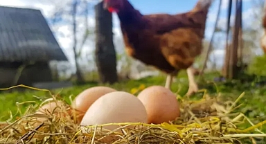 Tavuk eti artarken yumurta üretimi düştü