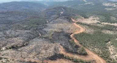 Bursa'da yanan ormanlar yeniden yeşerecek... 11 Kasım'da fidan dikimine davet