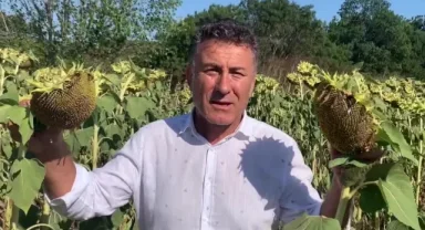 CHP'li Sarıbal'dan ayçiçeği üreticilerine destek çağrısı