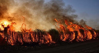 Nazilli, Buldan ve Eflani'de çıkan yangınlara müdahale sürüyor