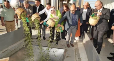 Ayvalık'ta yılın ilk zeytin hasadı yapıldı