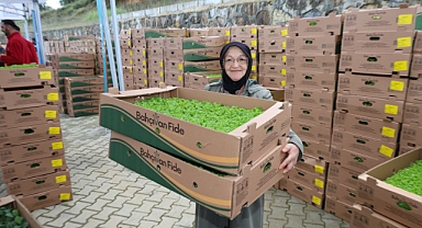 Gebzeli çiftçiye 500 bin sebze fidesi