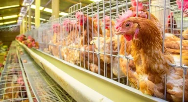 Yumurtacı tavukların kafes standardında değişiklik... Mevcut kafes sistemleri 2029'da sona eriyor
