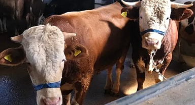 Satılamayan kurbanlıkların adresi belli oldu