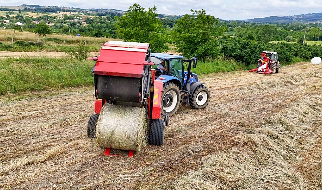 Kocaeli’de “süt otu” hasadı başladı